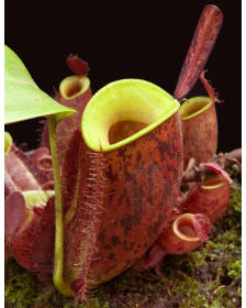 Nepenthes ampullaria 'Lime Twist' BE-3390