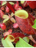 Nepenthes ampullaria 'Lime Twist' BE-3390 - 4026