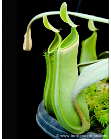 Nepenthes albomarginata...