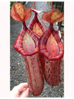 Nepenthes spectabilis x ventricosa -best clone selected BE-3745 - 4031