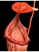 Nepenthes spectabilis x ventricosa -best clone selected BE-3745 - 4032