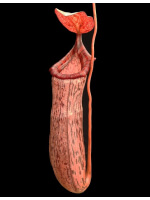 Nepenthes spectabilis x ventricosa - clone le mieux sélectionné BE-3745 - 4033