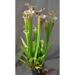 SL25 S. leucophylla -- pink lip, Appalachicola x Inspiration-Hybrides Cédric Carnivore's