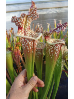 (S. Leucophylla -- Franklin County A X B) x Inspiration - 4060