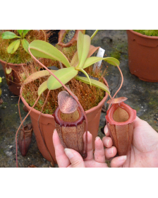 Nepenthes flava x sibuyanensis