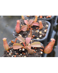 Nepenthes peltata x truncata red flush seedgrow