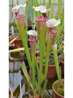 S. 'Trésor sister', cross 'Inspiration' x S.x Moorei -- `Adrian Slack’ sx47b - 4095