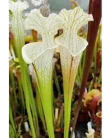 S. leucophylla -- “Hurricane Creek White relic” x “Hurricane Creek White clone f"