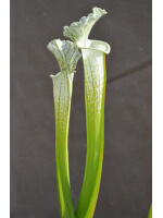 S. leucophylla -- “Hurricane Creek White relic” x “Hurricane Creek White clone f" - 4101