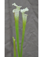 S. leucophylla -- “Hurricane Creek White relic” x “Hurricane Creek White clone f" - 4103