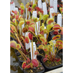 Dionaea 'Short teeth'-Dionaea