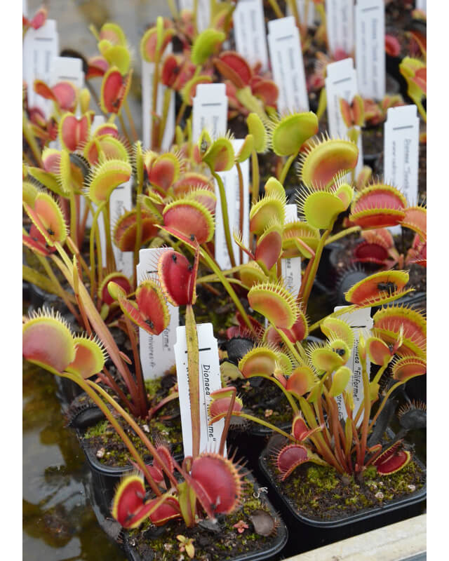 Dionaea 'filiforme' giant-Dionaea