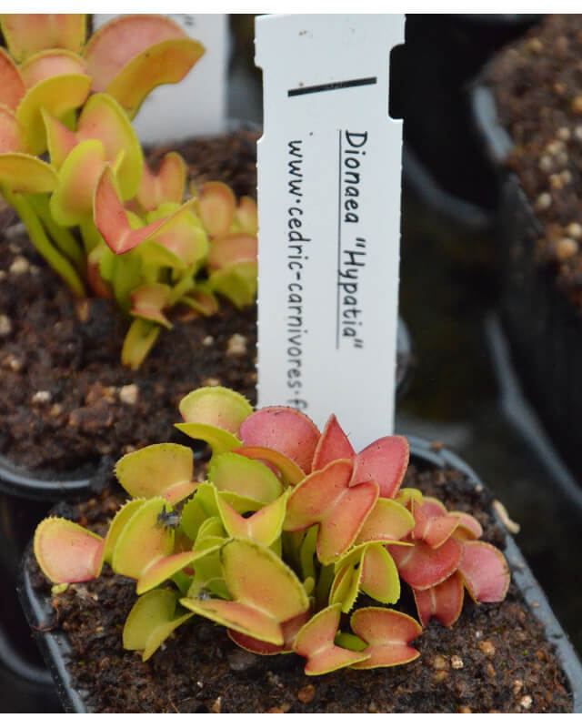 D. muscipula 'hypatia'-Dionaea