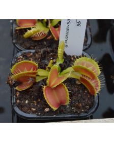Dionaea fused tooth giant '46'
