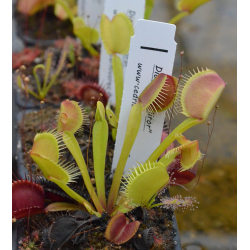 Dionaea 'ghost'-Dionaea