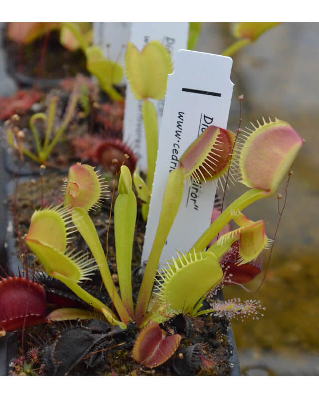 Dionaea 'mirror'-Dionaea