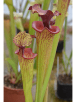 SF010 S. flava var. ornata -- solid red throat (MK F88) x SXM61 S.x Moorei -- “Timothy King” cl2 - 4125