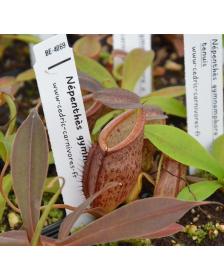 Nepenthes gymnamphora x tenuis BE-4069