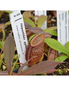 Nepenthes gymnamphora x tenuis
