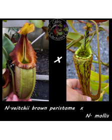 Nepenthes veicthii brown...