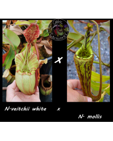 Nepenthes veicthii white x...