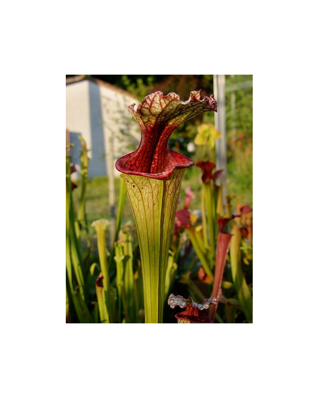 S. leucophylla x oreophila, Karen will usa