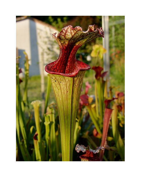 S. leucophylla x oreophila, Karen will usa