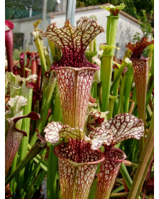 S. leucophylla x oreophila, Karen will usa
