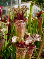 S. leucophylla x oreophila, Karen will usa