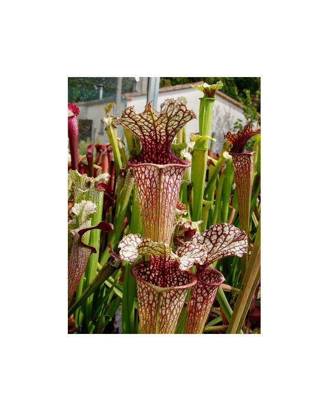 S. leucophylla x oreophila, Karen will usa S. leucophylla x oreophila, Karen will usa