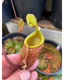 Nepenthes palawanensis...