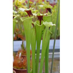SFRB02 S. flava var. rubricorpora -- giant red tube,Apalachicola,W (f20 MK) x SL26 S. leucophylla -- red Tube,Perdido-Hybrides Cédric Carnivore's
