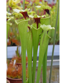 SXM61 S.x Moorei -- “Timothy King” x SXM74 S.x Moorei "A Porais" CLA