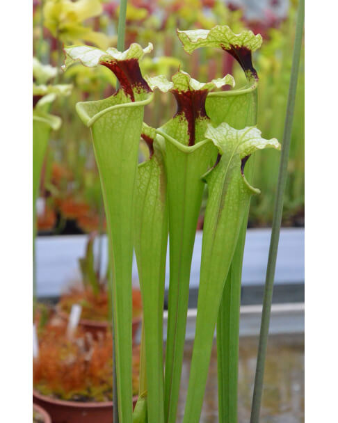 Sarracenia 'French Elegance'