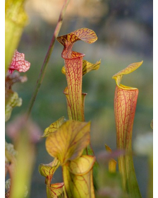 S. x `Mercury’ Sarracenia Nurseries, Chris Crowe, (H60,MK)