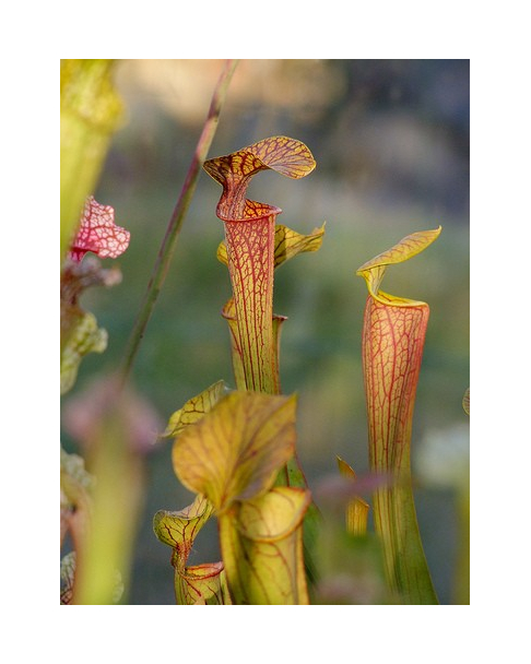 S. x `Mercury’ Sarracenia Nurseries, Chris Crowe, (H60,MK)