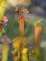 S. x `Mercury’ Sarracenia Nurseries, Chris Crowe, (H60,MK)