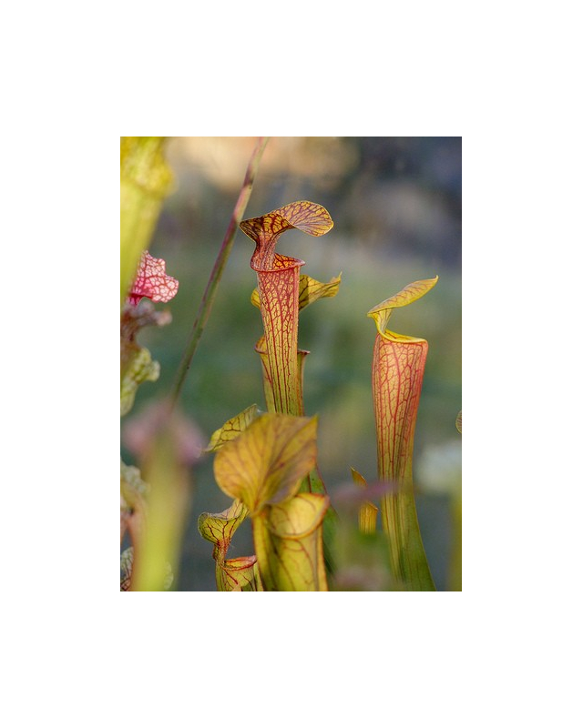 S. x `Mercury’ Sarracenia Nurseries, Chris Crowe, (H60,MK)