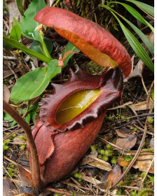 Nepenthes rajah- kinalabu