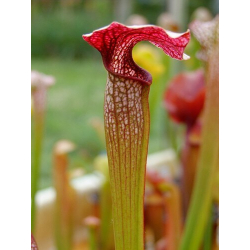 S. x `Llama’(DC 2004), (H108,MK)-Sarracenia hybrides