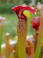 S. x `Llama’(DC 2004), (H108,MK)