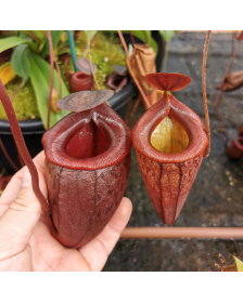 Nepenthes mira x tenuis