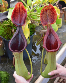 Nepenthes lowii x truncata...