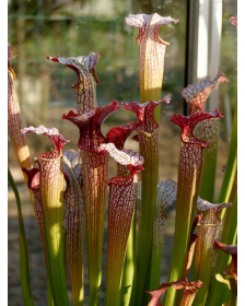 S. x areolata