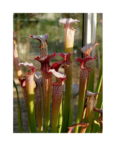 S. x areolata