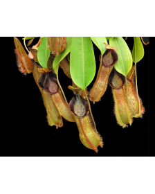 Nepenthes hamata x (veitchii x lowii) BE-4057