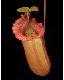 Nepenthes sibuyanensis x robcantleyi BE-3713