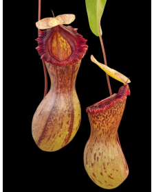 Nepenthes ventricosa – Madja-as BE-3278