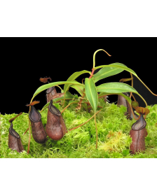 Nepenthes hamata x (lowii x tentaculata)