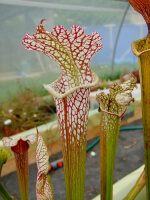 S. x hybride leucophylla